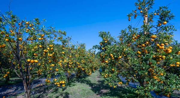 Vietnam 'ın Da Lat dağlarında bahar sabahı hasat edilmeyi bekleyen olgun mandalina bahçeleri. Meyve, insanlara pozitif enerji sağlamak için birçok besin sağlar.