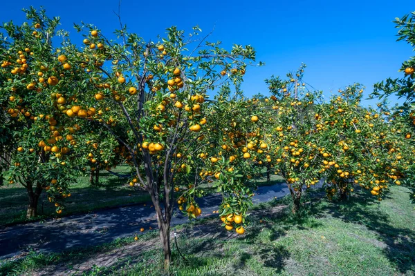 Vietnam 'ın Da Lat dağlarında bahar sabahı hasat edilmeyi bekleyen olgun mandalina bahçeleri. Meyve, insanlara pozitif enerji sağlamak için birçok besin sağlar.