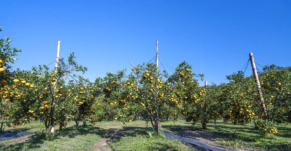 Vietnam 'ın Da Lat dağlarında bahar sabahı hasat edilmeyi bekleyen olgun mandalina bahçeleri. Meyve, insanlara pozitif enerji sağlamak için birçok besin sağlar.