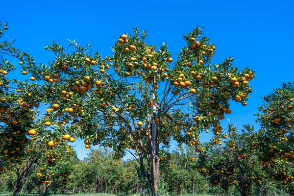 Garden Ripe Mandarin Oranges Waiting Harvested Spring Morning Highlands Lat — стоковое фото