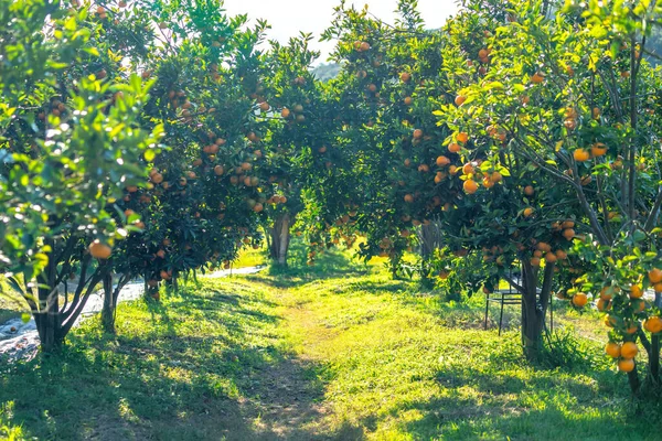 Jardim Laranjas Tangerina Maduras Esperando Para Serem Colhidas Manhã Primavera — Fotografia de Stock