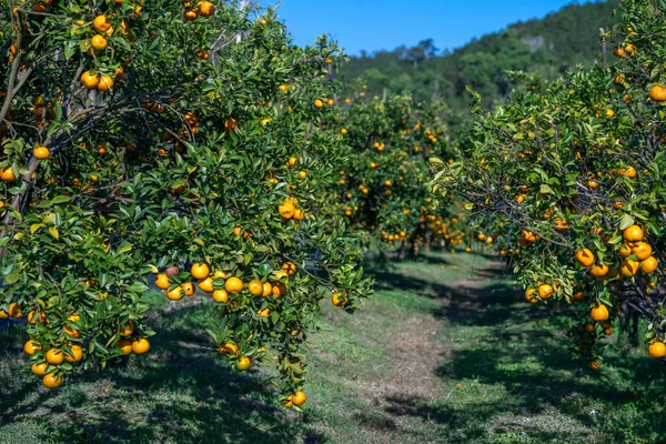 Κήπος Ώριμα Πορτοκάλια Μανταρινιού Που Περιμένουν Συλλεχθούν Ανοιξιάτικο Πρωινό Στα — Φωτογραφία Αρχείου