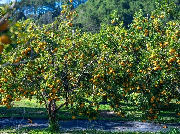 Сад Спелых Мандариновых Апельсинов Ожидающих Сбора Весной Утром Высокогорье Лат — стоковое фото