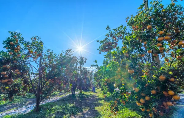 Garden Ripe Mandarin Oranges Waiting Harvested Sunny Morning Highlands Lat — Stock Photo, Image