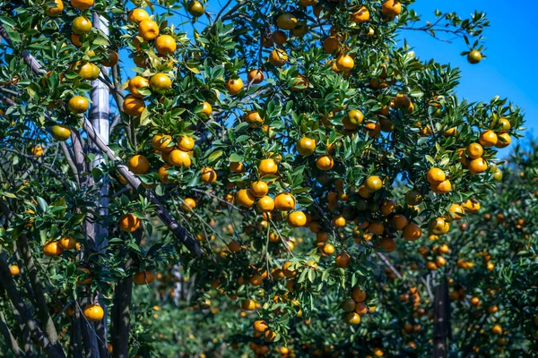 Garden Ripe Mandarin Oranges Waiting Harvested Spring Morning Highlands Lat — Fotografia de Stock