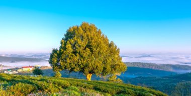 Tepedeki yalnız yaşlı ağacın sabah manzarası yeni günü selamlamak için çok güzel ve huzur verici.