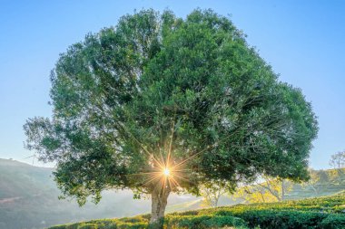 Eski ağacın sabah manzarası güneş ışığı yaprakların arasından geçerken parıldayan bir güneş yıldızı oluşturur güzel bir yeni günü karşılamak için.