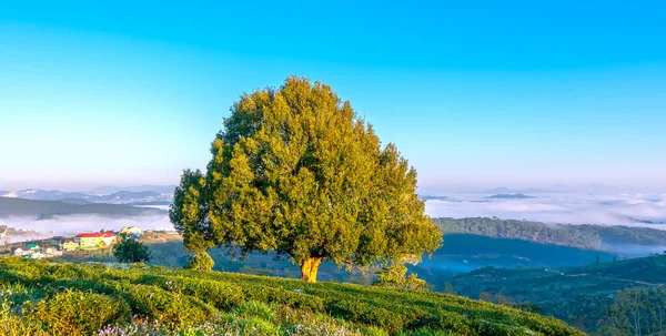 Tepedeki yalnız yaşlı ağacın sabah manzarası yeni günü selamlamak için çok güzel ve huzur verici.