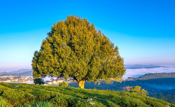 Tepedeki yalnız yaşlı ağacın sabah manzarası yeni günü selamlamak için çok güzel ve huzur verici.