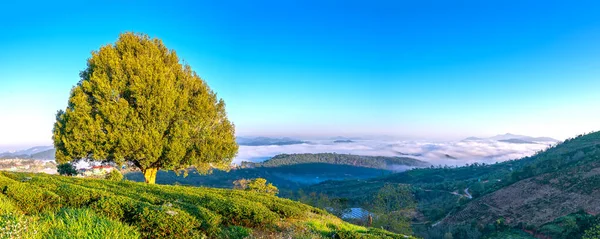 Tepedeki yalnız yaşlı ağacın sabah manzarası yeni günü selamlamak için çok güzel ve huzur verici.