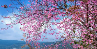 Kiraz kayısı dalı, mavi gökyüzü arka planıyla bir bahar sabahı ışıl ışıl açar.