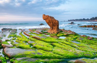 Rocky plajı ve yeşil yosun sabah Vietnam 'ın merkezinde güzel bir plajda.
