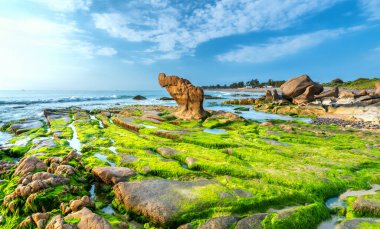Rocky plajı ve yeşil yosun sabah Vietnam 'ın merkezinde güzel bir plajda.