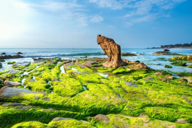 Rocky plajı ve yeşil yosun sabah Vietnam 'ın merkezinde güzel bir plajda.
