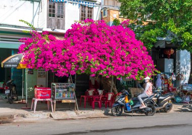 Phan Ri, Vietnam - 24 Ocak 2022: İnsanların evlerinin önündeki Bougainvillea ağaçları Phan Ri, Vietnam 'daki yol kenarındaki dükkanın hem süs bitkisi hem de gölge evi olarak hizmet veriyor