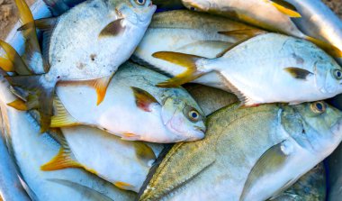 Vietnam 'daki orta kıyı balıkçılığı köyündeki taze deniz ürünleri pazarında taze olarak yakalandı.