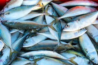 Vietnam 'da orta kıyı balıkçılığı yapan bir köyde taze deniz ürünleri pazarında taze balık yakalandı.