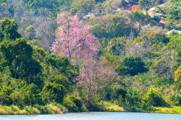 Vietnam Lat Platosunun Yamacında Kiraz Kayısı Ağaçları Parlak Bir Şekilde — Stok fotoğraf
