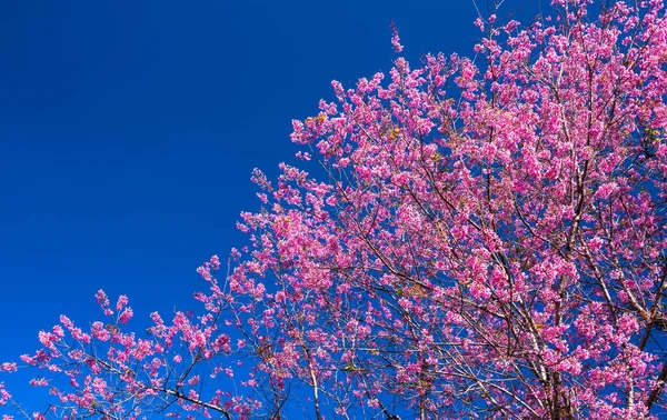 Cherry Apricot Branch Blooms Brilliantly Spring Morning Blue Sky Background — Stock Photo, Image