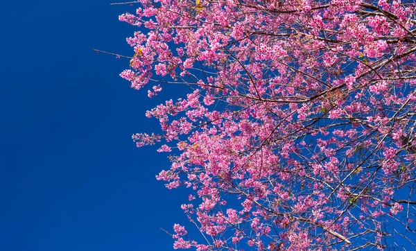 Cherry Apricot Branch Blooms Brilliantly Spring Morning Blue Sky Background — Stock Photo, Image
