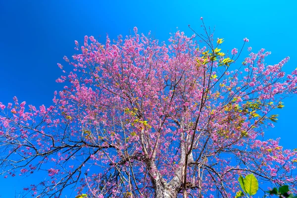 Třešňové Meruňky Větev Kvete Brilantně Jaře Ráno Modrým Nebem Pozadí — Stock fotografie