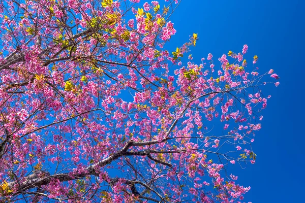 Cherry Apricot Branch Blooms Brilliantly Spring Morning Blue Sky Background — Stock Photo, Image