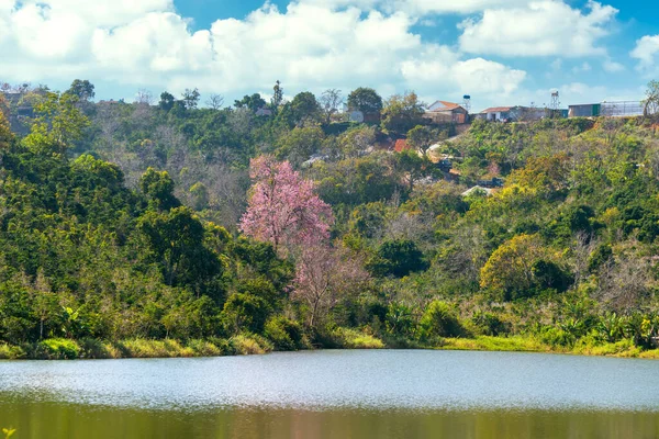 Cherry Apricot Trees Bloom Brilliantly Spring Morning Lake Lat Plateau — Stock Photo, Image