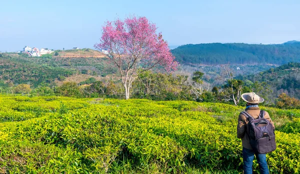 Lat Vietnam January 23Rd 2022 Tourists Visit Tea Hill Cherry — Stock Fotó