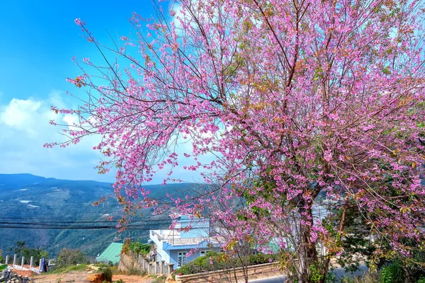 Lat Vietnam January 23Rd 2022 Scene Cherry Apricot Trees Blooming — Foto de Stock