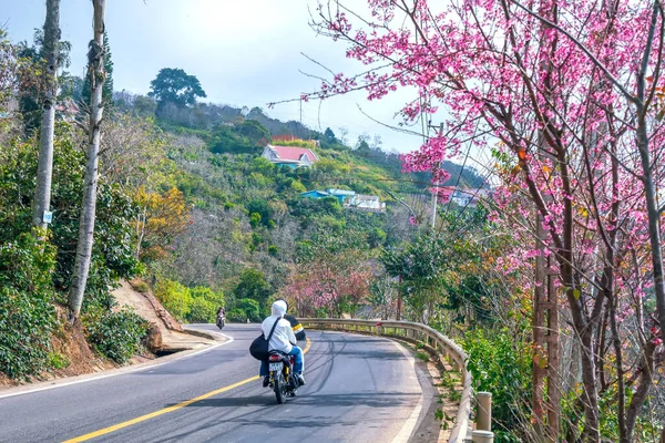 Lat Vietnam January 23Rd 2022 Scene Cherry Apricot Trees Blooming — Stock Fotó