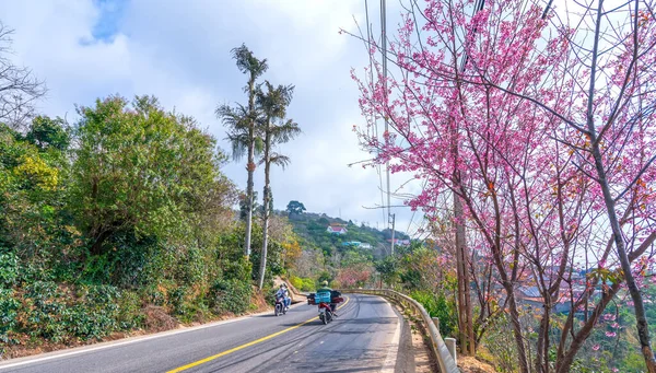 Lat Vietnam January 23Rd 2022 Scene Cherry Apricot Trees Blooming — Stock Fotó