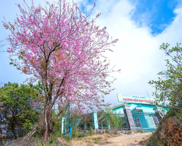 Lat Vietnam Tammikuu 2022 Cherry Aprikoosi Puut Kukkivat Tienvarsilla Kevätaamuna — kuvapankkivalokuva