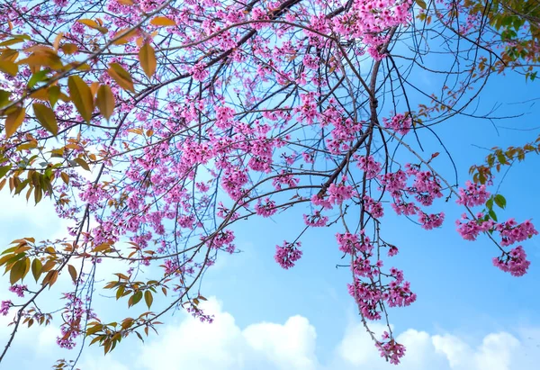 Ramo Damasco Cereja Floresce Brilhantemente Uma Manhã Primavera Com Fundo — Fotografia de Stock