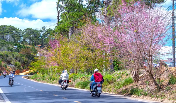 Lat Vietnam January 20Th 2022 Scene Cherry Apricot Trees Blooming — Stock Fotó