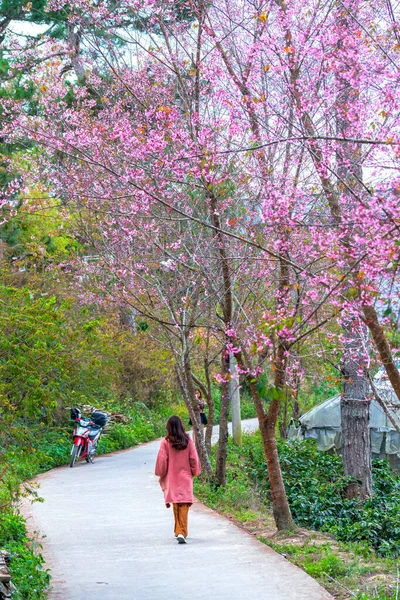 Lat Vietnam Ocak 2022 Lkbahar Sabahı Toprak Yol Boyunca Açan — Stok fotoğraf