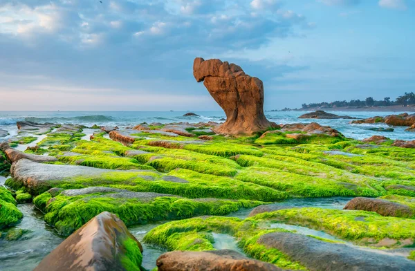 Rocky plajı ve yeşil yosun sabah Vietnam 'ın merkezinde güzel bir plajda.