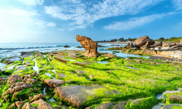 Klippig Strand Och Grön Mossa Morgonen Vacker Strand Centrala Vietnam — Stockfoto