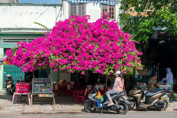 Phan Βιετνάμ Ιανουαρίου 2022 Μπουκαμβίλια Δέντρα Μπροστά Από Σπίτια Των — Φωτογραφία Αρχείου