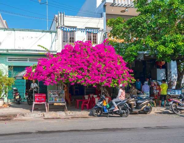 Phan Ri, Vietnam - 24 Ocak 2022: İnsanların evlerinin önündeki Bougainvillea ağaçları Phan Ri, Vietnam 'daki yol kenarındaki dükkanın hem süs bitkisi hem de gölge evi olarak hizmet veriyor