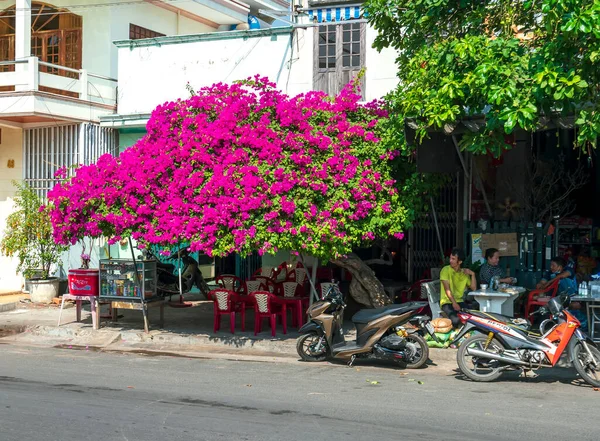 Phan Ri, Vietnam - 24 Ocak 2022: İnsanların evlerinin önündeki Bougainvillea ağaçları Phan Ri, Vietnam 'daki yol kenarındaki dükkanın hem süs bitkisi hem de gölge evi olarak hizmet veriyor