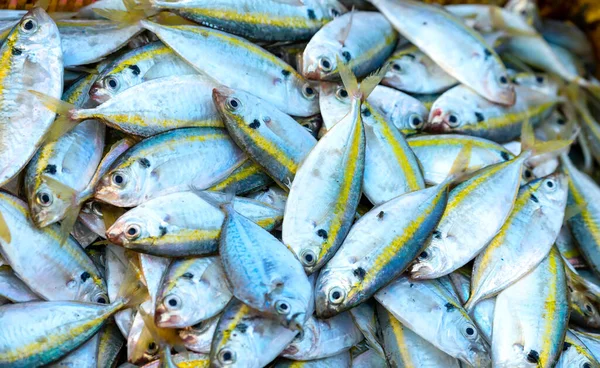 Świeżo Złowione Żółte Paski Scad Ryb Sprzedaż Rynku Świeżych Owoców — Zdjęcie stockowe