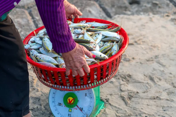 Poisson Scad Rayures Jaunes Fraîchement Pêché Vendre Sur Marché Fruits — Photo