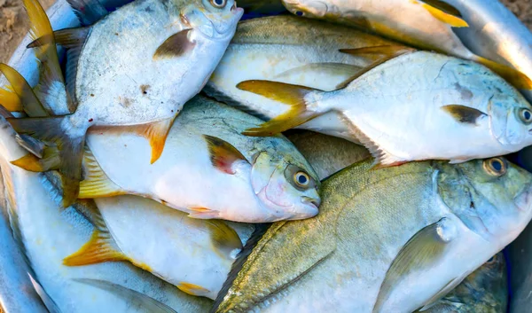 Vietnam 'daki orta kıyı balıkçılığı köyündeki taze deniz ürünleri pazarında taze olarak yakalandı.