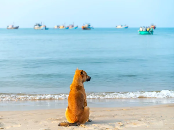 Perro Dorado Playa Esperando Que Dueño Regrese Del Mar Después —  Fotos de Stock