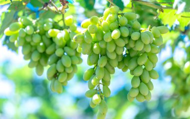 Bahçedeki olgunlaşmış üzümler, dolgun ve dolgun kumaşlarla ilişkilendirilmiş. Bu madde Ninh Thuan, Vietnam 'da kırmızı şarap ticareti için kullanılıyor.