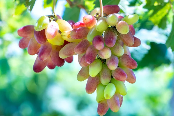 Uvas Maduras Jardim Com Cachos Associados Gordo Elegante Este Material — Fotografia de Stock