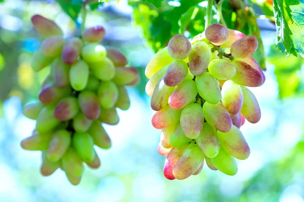 クラスタに関連付けられている庭の熟したブドウは 滑らかで この材料は ニントゥアン ベトナムで赤ワインビジネスを作るために使用されます — ストック写真