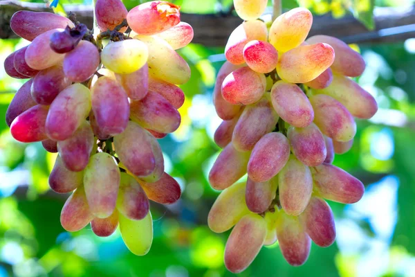 クラスタに関連付けられている庭の熟したブドウは 滑らかで この材料は ニントゥアン ベトナムで赤ワインビジネスを作るために使用されます — ストック写真