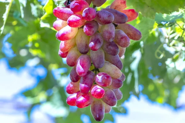 Uvas Maduras Jardim Com Cachos Associados Gordo Elegante Este Material — Fotografia de Stock