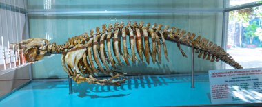 Vietnam 'daki Nha Trang Oşinografi Enstitüsü' nde deniz ineği iskeleti sergileniyor.